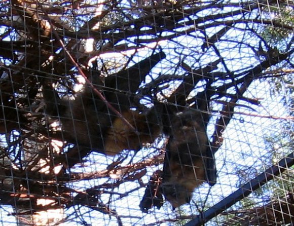 18 wildlife flying fox0