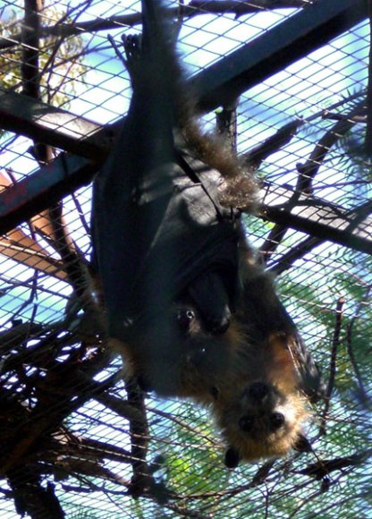 18 wildlife flying fox2