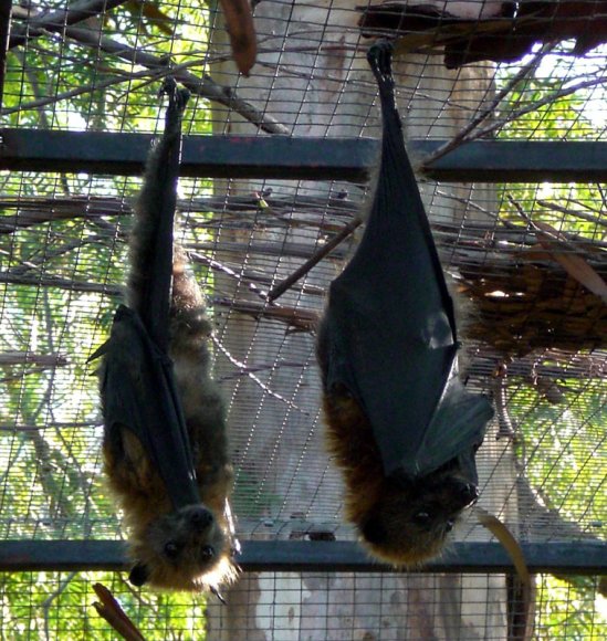 18 wildlife flying fox