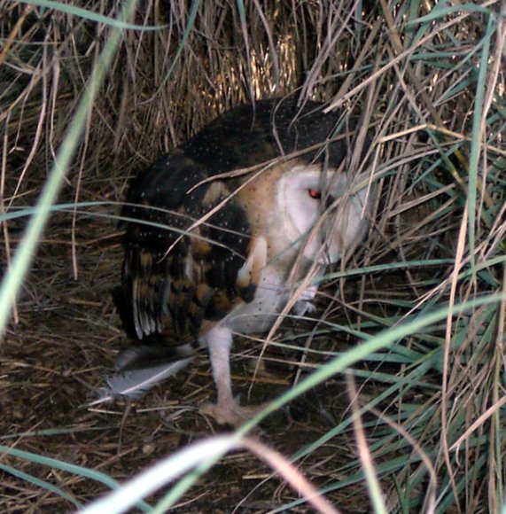 18 wildlife grass owl