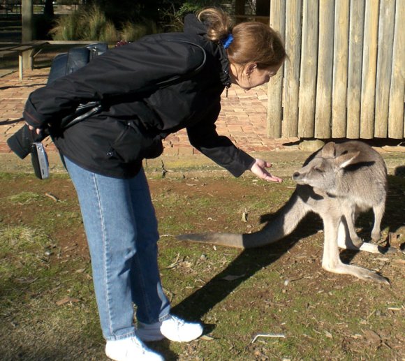 18 wildlife kangaroo Carol