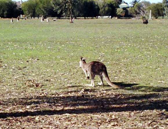 18 wildlife kangaroo alone