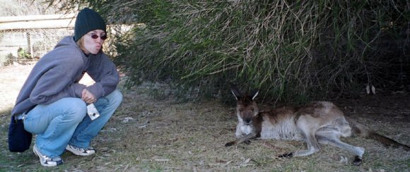 18 wildlife kangaroo becca