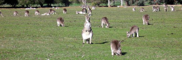 18 wildlife kangaroo bowling 0