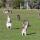 18 wildlife kangaroo bowling0