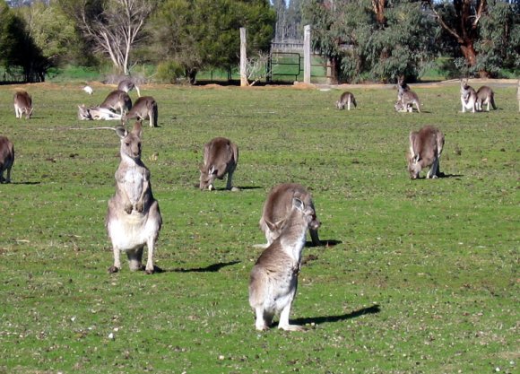 18 wildlife kangaroo bowling0