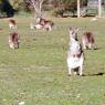18 wildlife kangaroo bowling_2