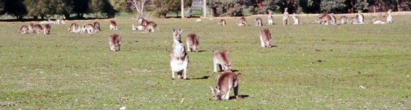 18 wildlife kangaroo bowling_2