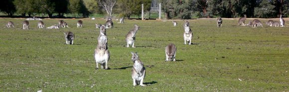 18 wildlife kangaroo bowling