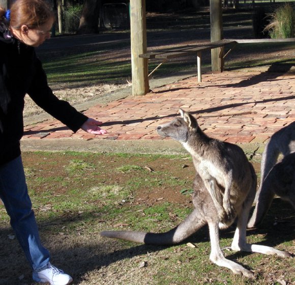 18 wildlife kangaroo carol smell