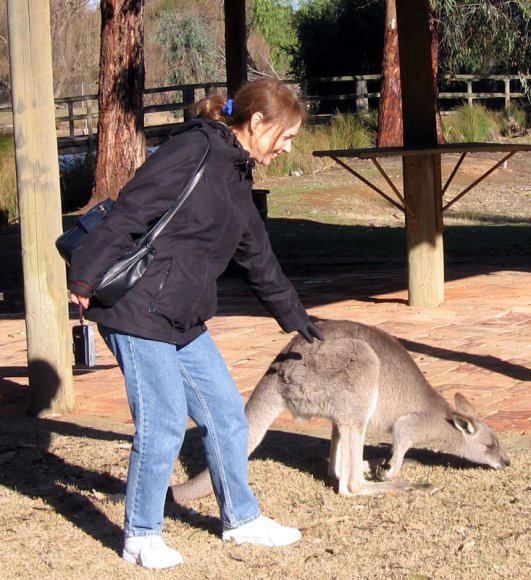 18 wildlife kangaroo carol00