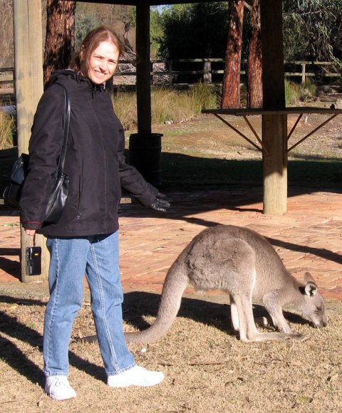 18 wildlife kangaroo carol0