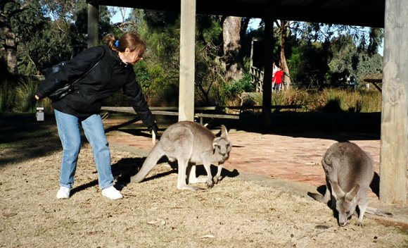 18 wildlife kangaroo carol4