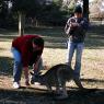 18 wildlife kangaroo nate2