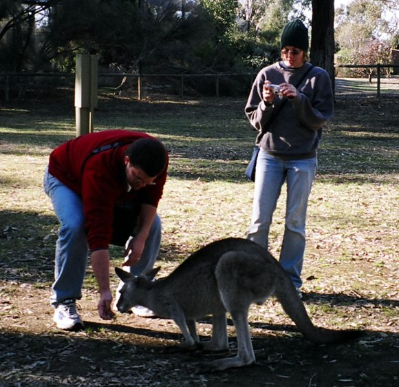 18 wildlife kangaroo nate2