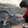 18 wildlife kangaroo nate