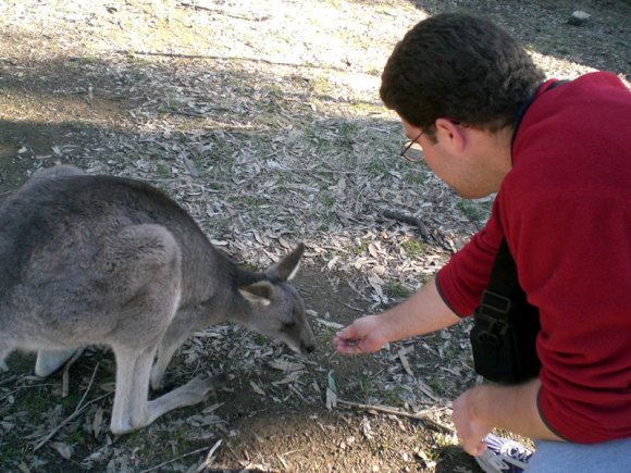 18 wildlife kangaroo nate