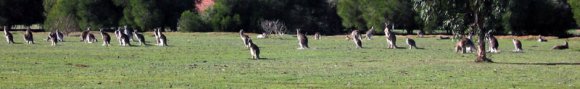 18 wildlife kangaroo pack 0