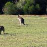 18 wildlife kangaroo pack2