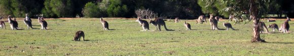 18 wildlife kangaroo pack2