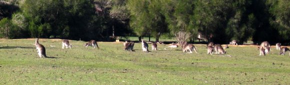 18 wildlife kangaroo pack4