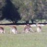 18 wildlife kangaroo pack