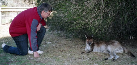 18 wildlife kangaroo quentin2