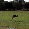 18 wildlife kangaroo run