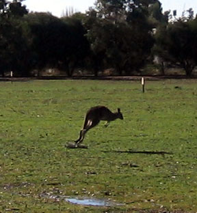 18 wildlife kangaroo run