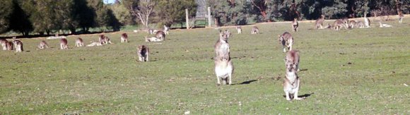 18 wildlife kangaroo triangle0