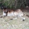 18 wildlife kangaroo2_2