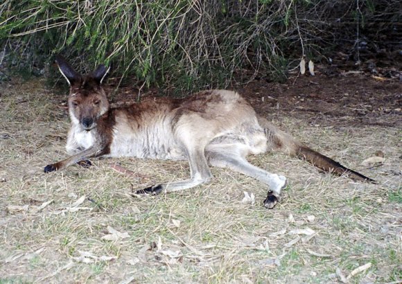 18 wildlife kangaroo2_2