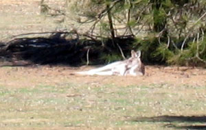 18 wildlife kangaroo4