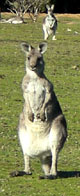 18 wildlife kangaroo