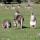 18 wildlife kangaroos close