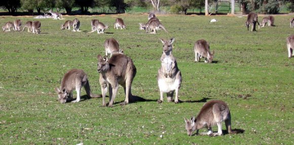 18 wildlife kangaroos close