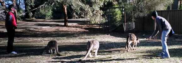 18 wildlife kangaroos quentin becca