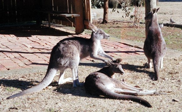 18 wildlife kangaroos three groom