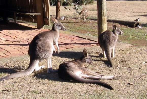 18 wildlife kangaroos three