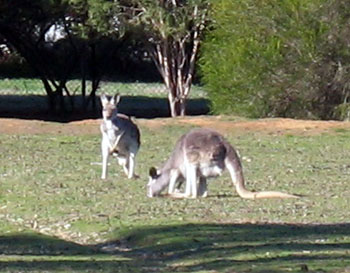 18 wildlife kangaroos0