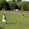 18 wildlife kangaroos