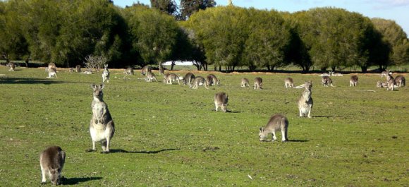 18 wildlife kangaroos