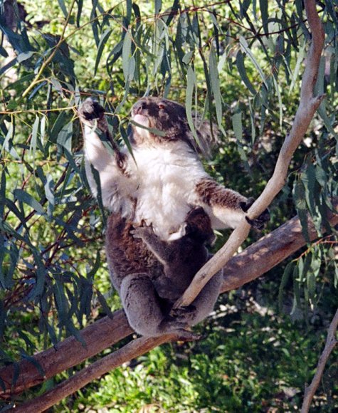 18 wildlife koala baby