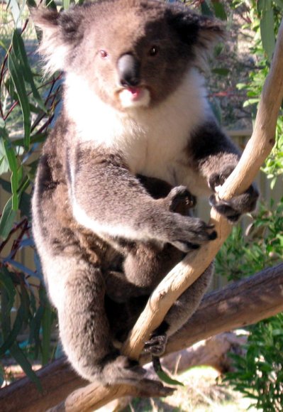 18 wildlife koala climb0