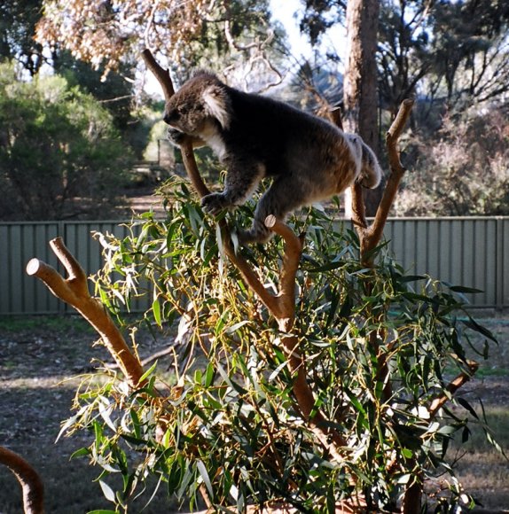 18 wildlife koala climb