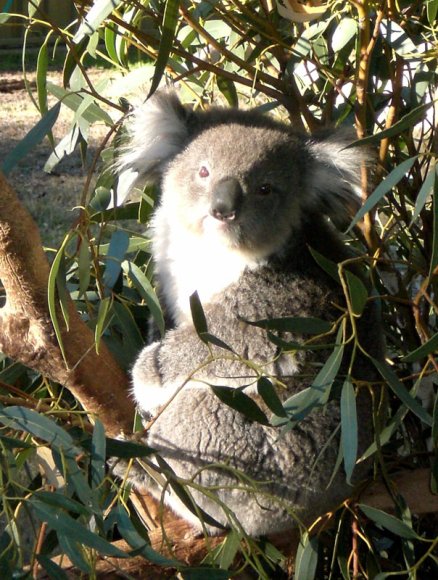 18 wildlife koala closeup