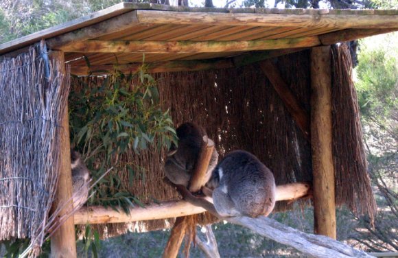 18 wildlife koala sleep2