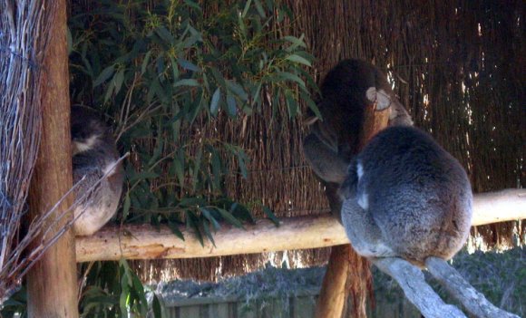 18 wildlife koala sleep3