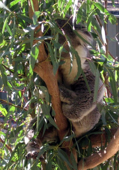 18 wildlife koala sleep4