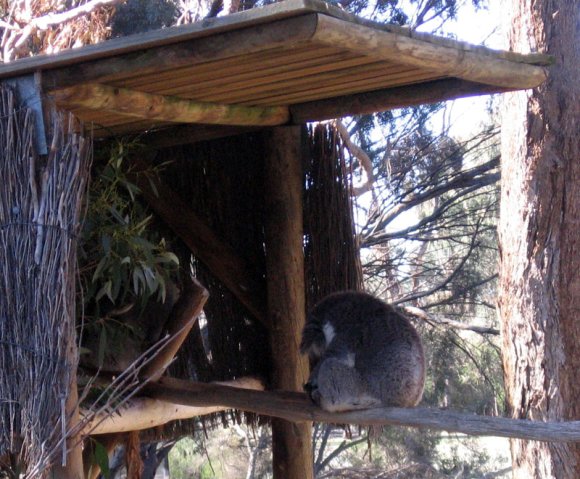 18 wildlife koala sleep